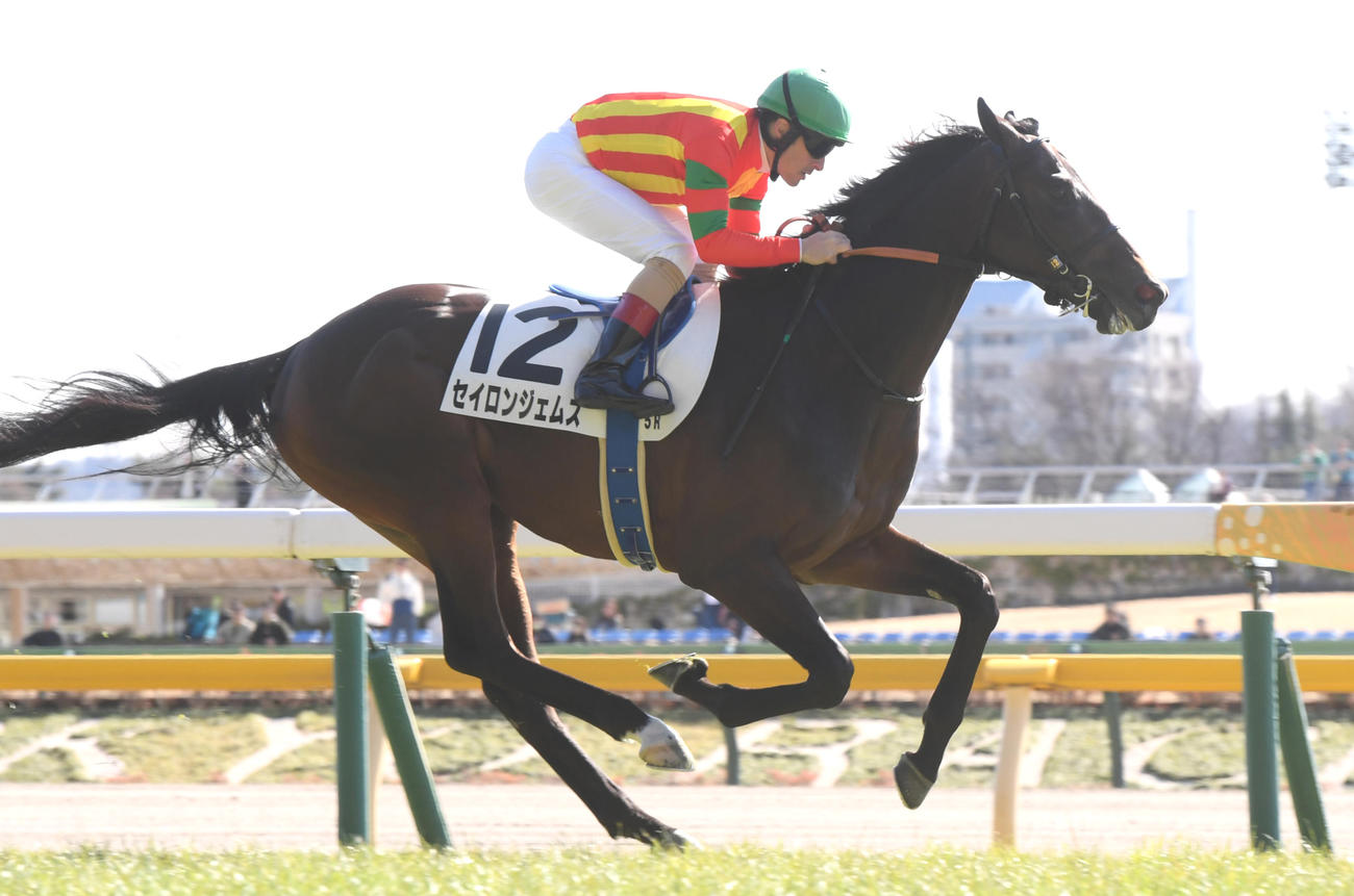2月3日、新馬戦を制したセイロンジェムズ