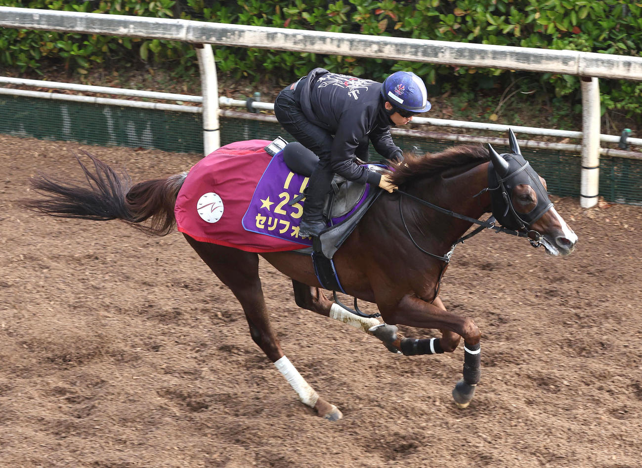 坂路を単走で追い切るセリフォス（撮影・白石智彦）