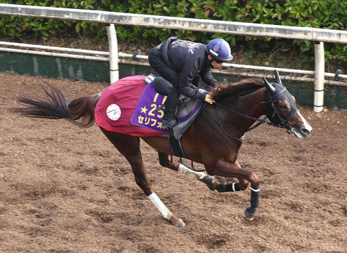 坂路を単走で追い切るセリフォス(撮影・白石智彦)