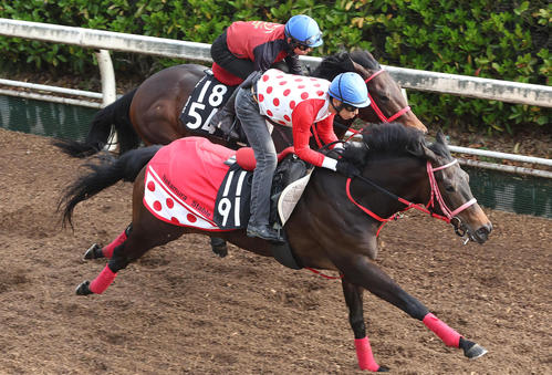 ラヴァンダ(手前)(2024年4月17日撮影)