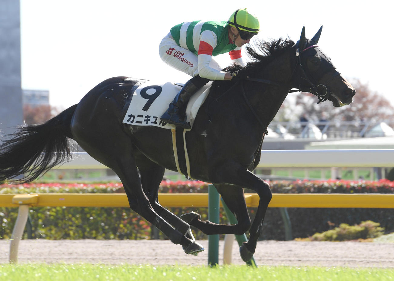 2023年11月19日、東京3R未勝利戦を勝ち上がったカニキュル