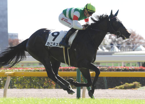 2023年11月19日、東京3R未勝利戦を勝ち上がったカニキュル