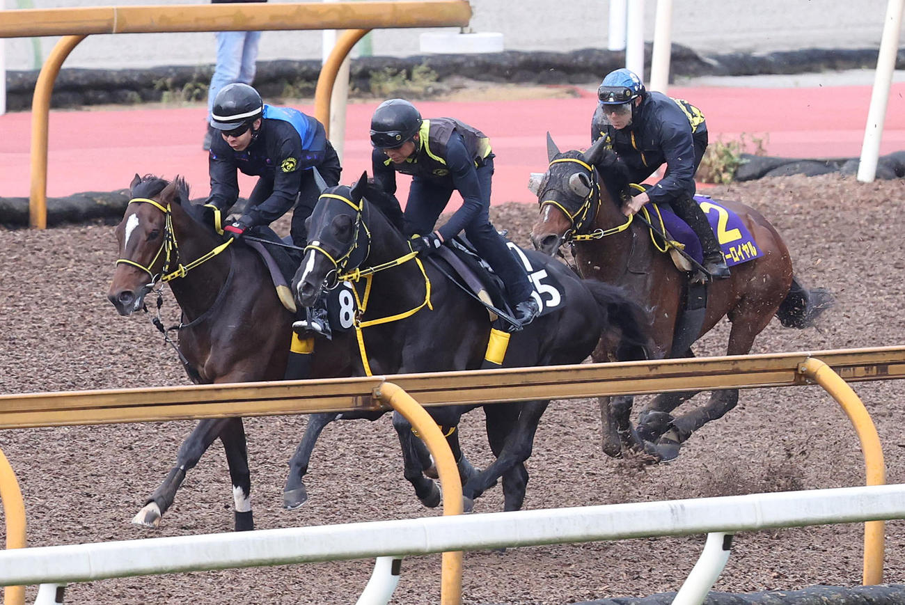 菱田騎手を背にCウッドを3頭併せで追い切るテーオーロイヤル（右）（撮影・白石智彦）