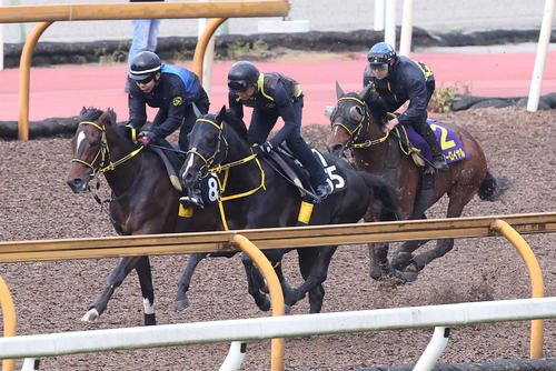 菱田騎手を背にCウッドを3頭併せで追い切るテーオーロイヤル(右)(撮影・白石智彦)