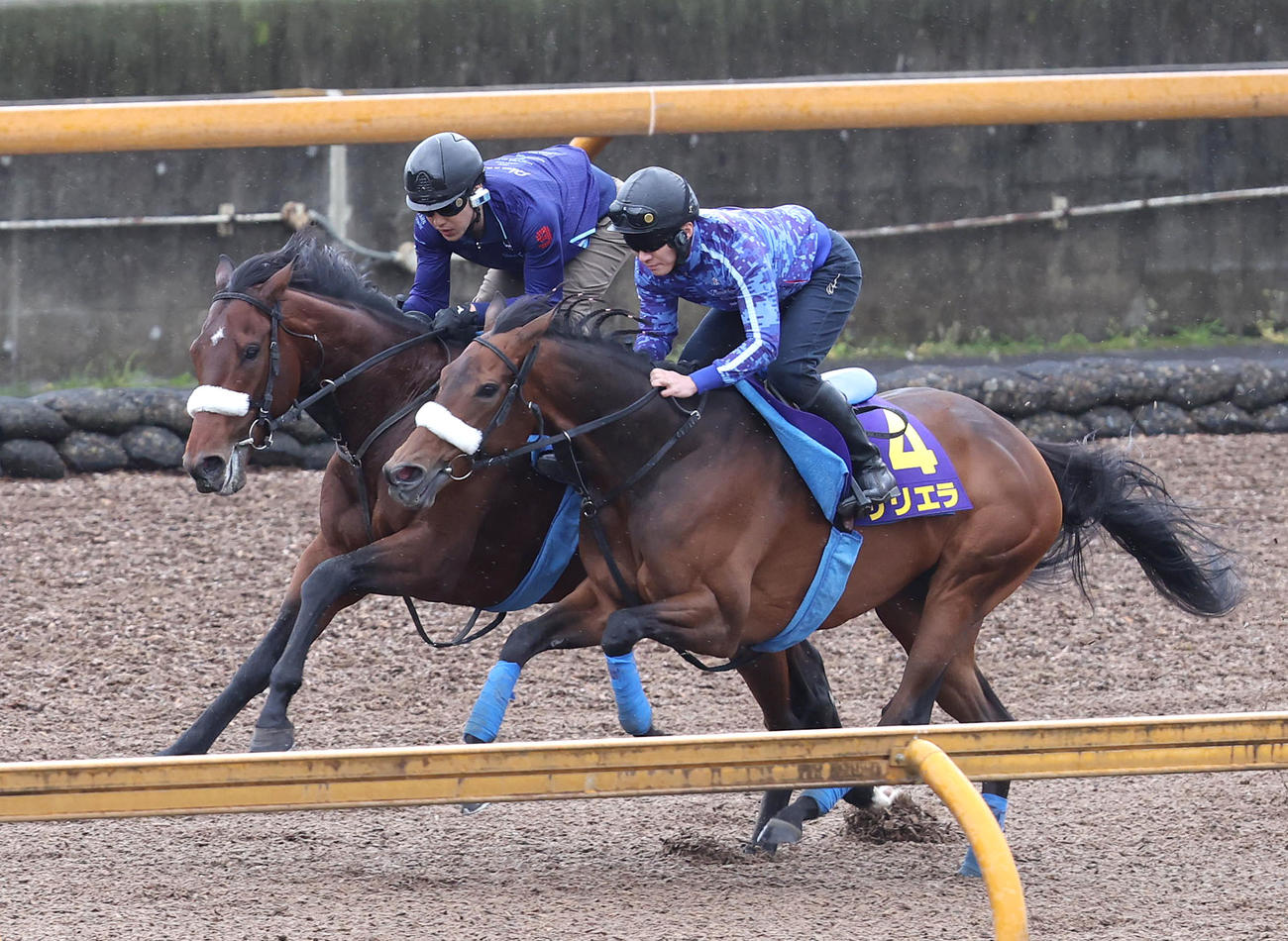 Cウッドをサトノエピック（左）と併せ馬で追い切るサリエラ（撮影・白石智彦）