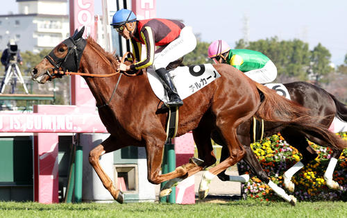 23年12月、新馬戦を制したチルカーノ
