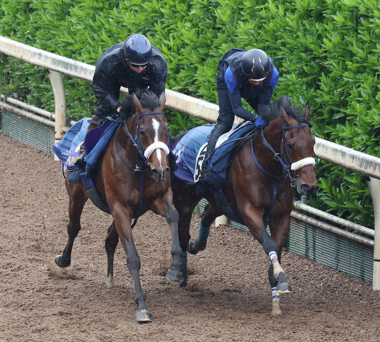 坂路をロードアウォード（右）と併せ馬で追い切るディスペランツァ（撮影・白石智彦）