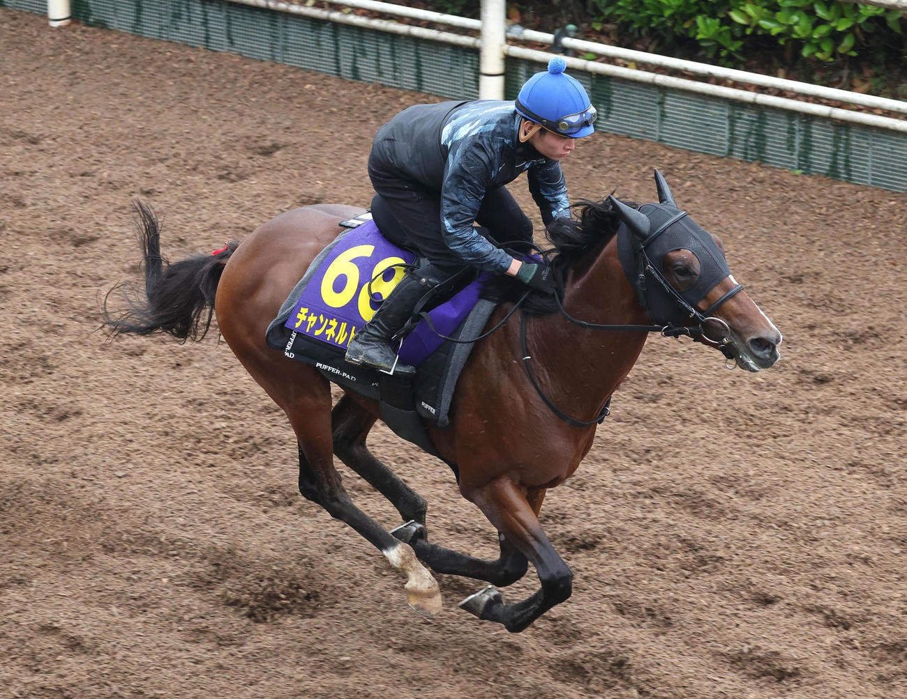 坂路を単走で追い切るチャンネルトンネル（撮影・白石智彦）