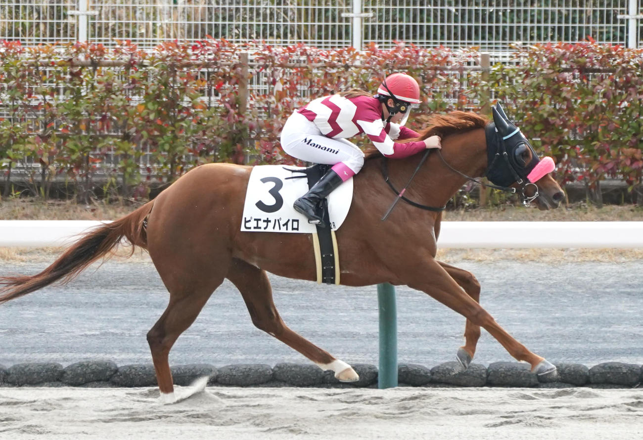 23年12月、3歳上1勝クラスを勝ち上がったピエナパイロ