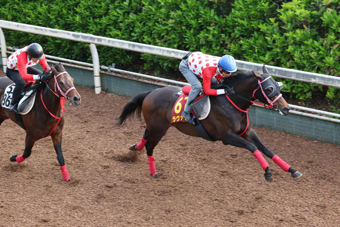 坂路で併せ馬に先着するラヴァンダ（右）