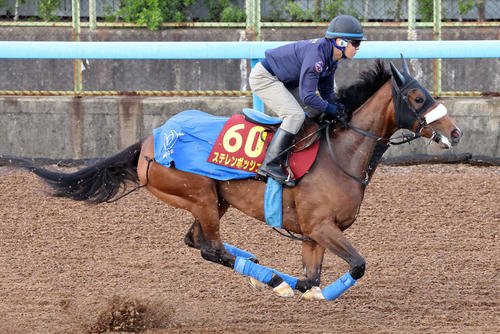 15日、ステレンボッシュは美浦ウッドで追い切られた