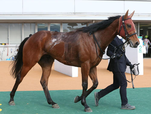 サトノグレイト(2024年1月撮影)