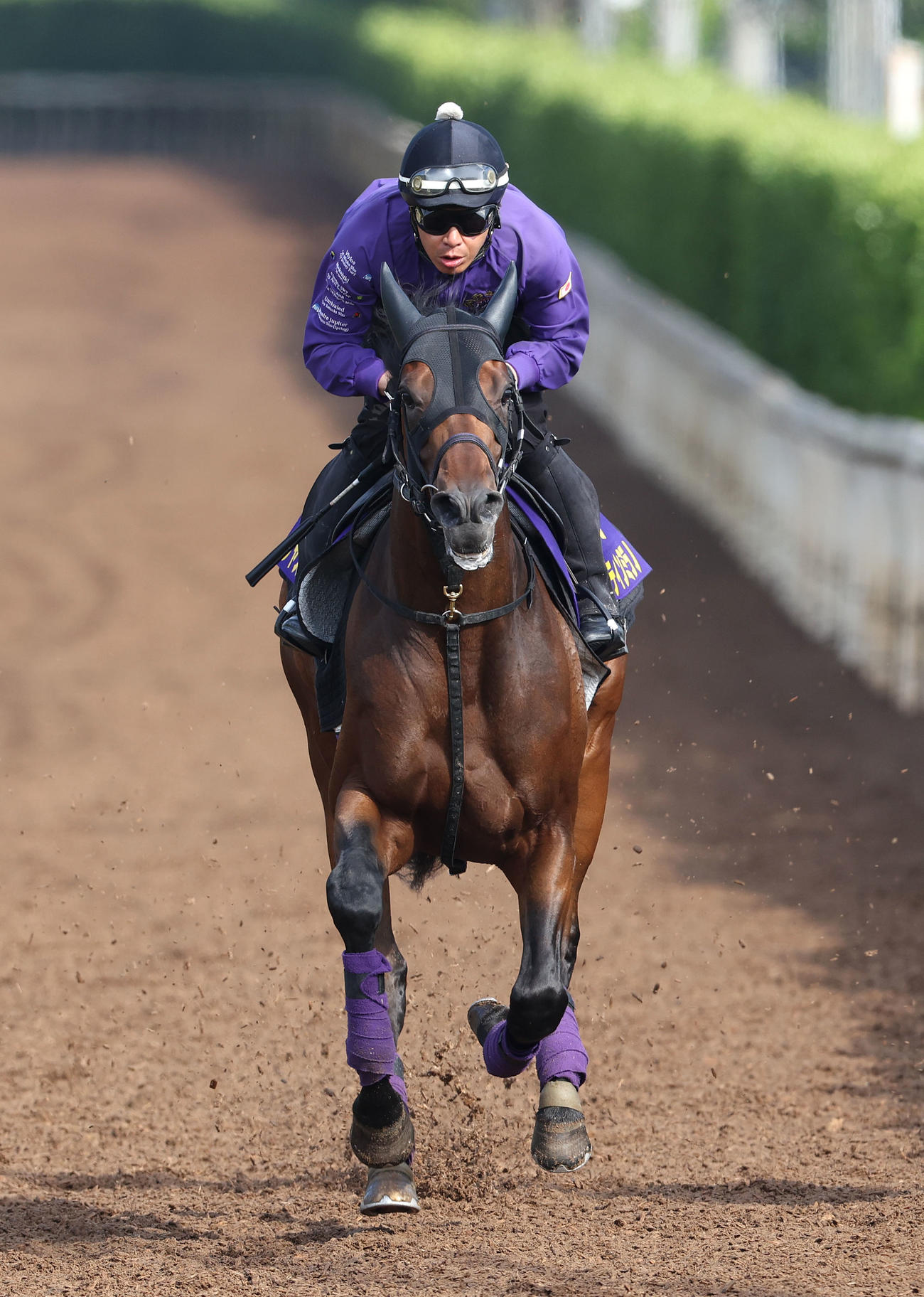 坂路を単走で追い切るジャスティンミラノ（撮影・白石智彦）