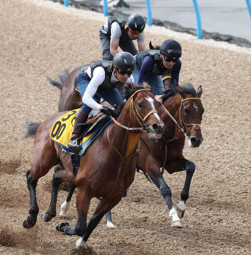 ダノンエアズロック(中央)は美浦ウッドを3頭併せで追い切られた(撮影・丹羽敏通)