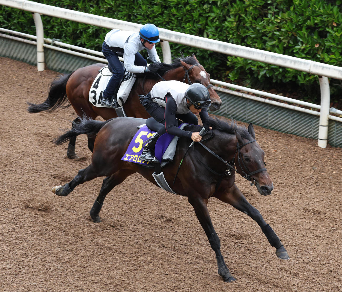 坂路をカッコヨカ（左）との併せ馬で追い切るエアロロノア（撮影・白石智彦）