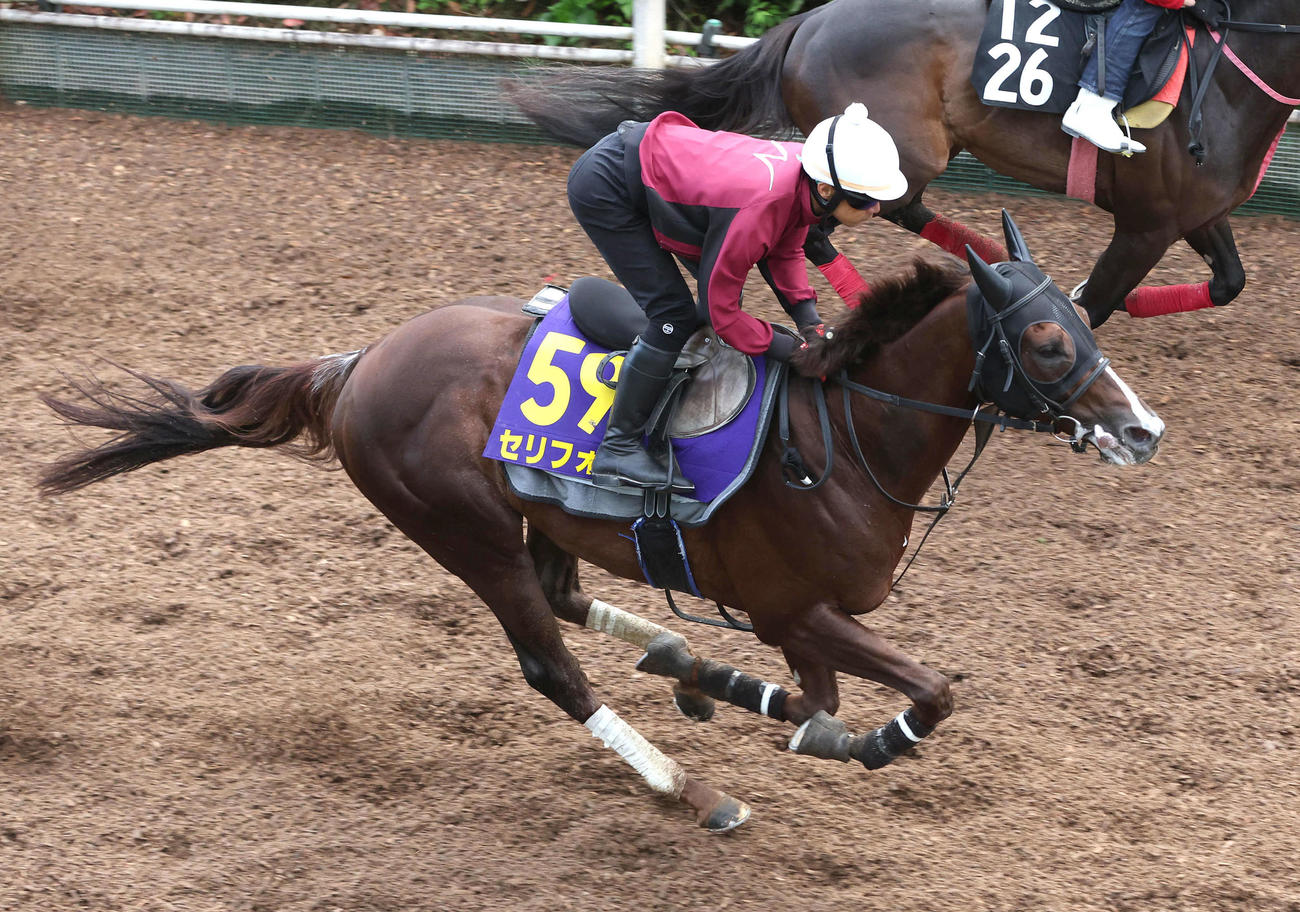 坂路を単走で追い切るセリフォス（撮影・白石智彦）