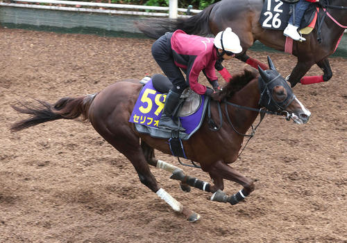 坂路を単走で追い切るセリフォス（撮影・白石智彦）