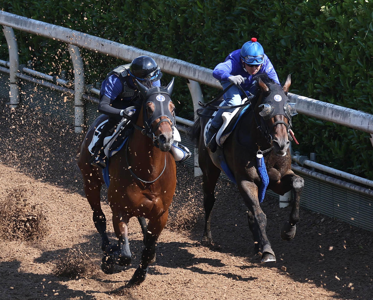 水口騎手を背に坂路をウェルカムニュース（左）と併せ馬で追い切るヴェルトライゼンデ（撮影・白石智彦）