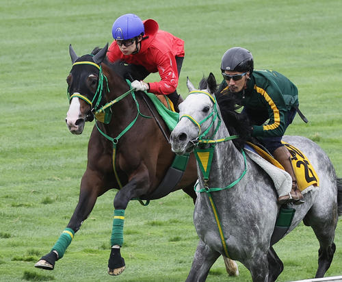 函館芝コースで併せ馬で追い切られるアサカラキング(左)