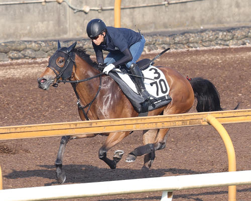 Cウッドを単走で追い切るエーデルブルーメ(撮影・白石智彦)