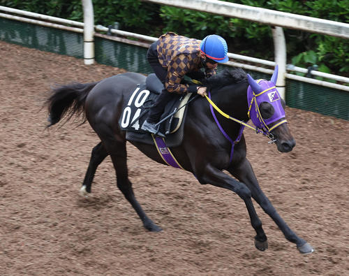 坂路を単走で追い切るペアポルックス（撮影・白石智彦）