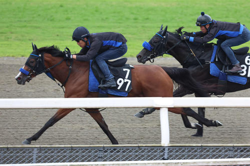 DPコースで併せ馬に先着するナナオ(左)(右はソルアマゾン)