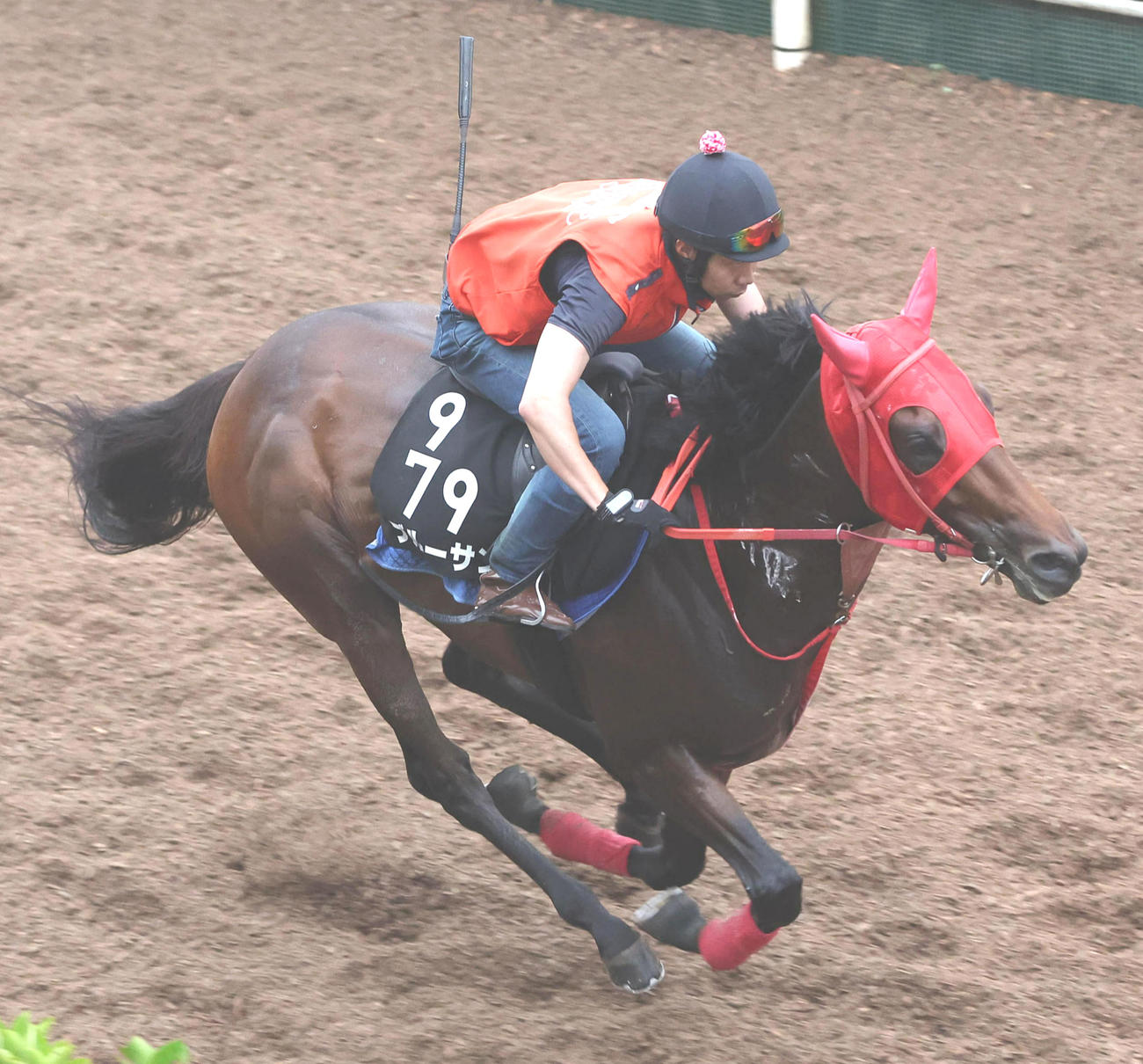 坂路を単走で追い切るブルーサン（撮影・白石智彦）