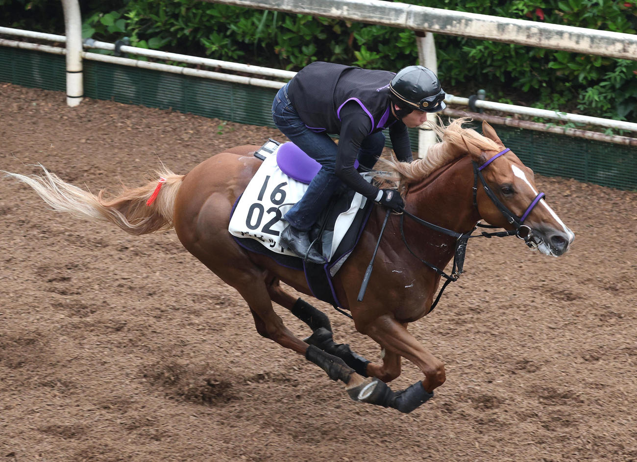 坂路を単走で追い切るバビット（撮影・白石智彦）