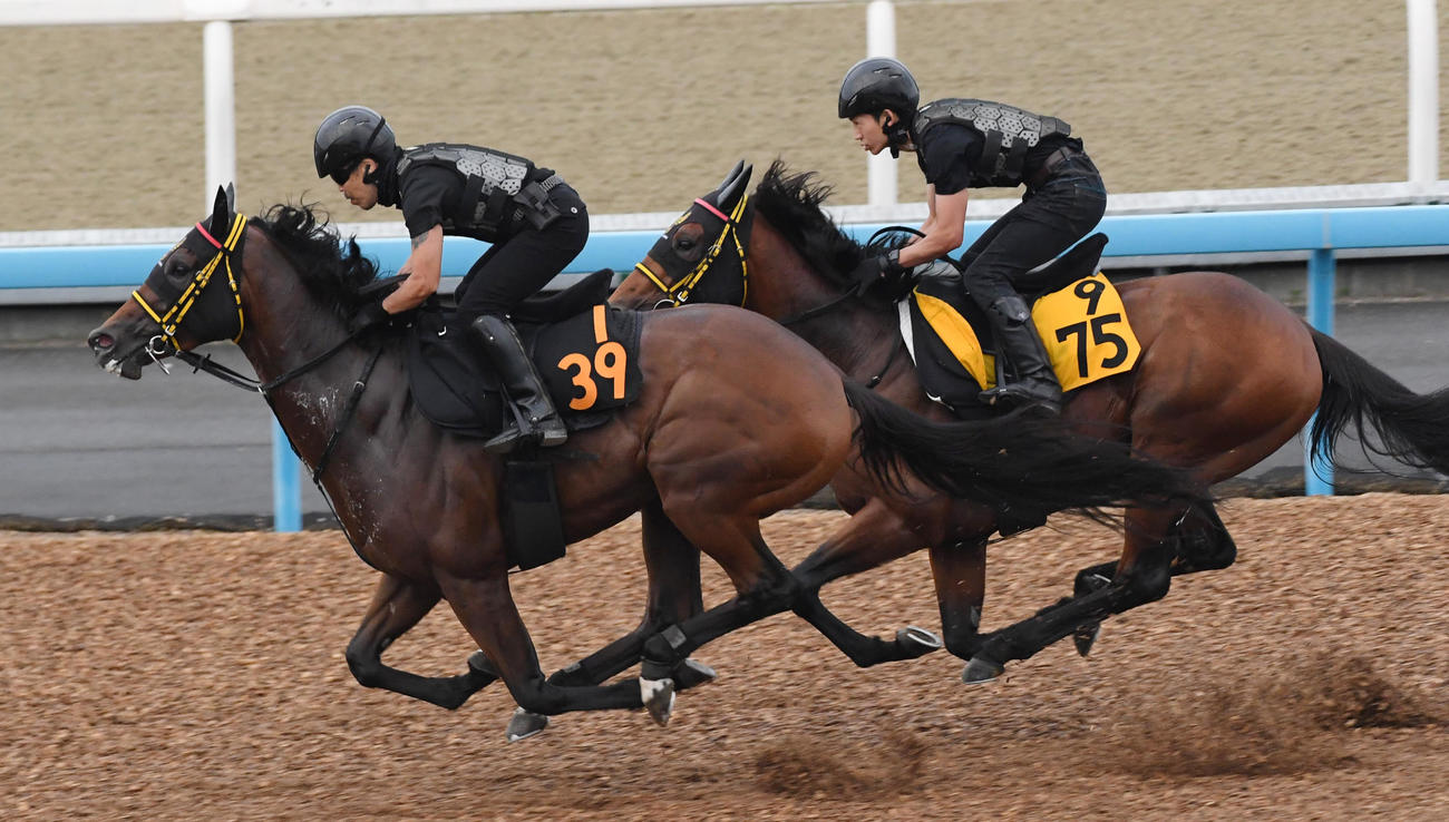 セイウンプラチナ（右）はイーサンハンターと併せて追い切る（撮影・柴田隆二）