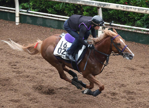 坂路を単走で追い切るバビット(撮影・白石智彦)