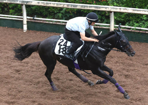 坂路を単走で追い切るレッドラディエンス(撮影・白石智彦)