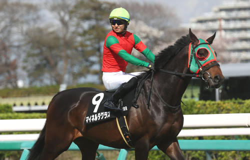 マイネルダグラス（2024年4月撮影）