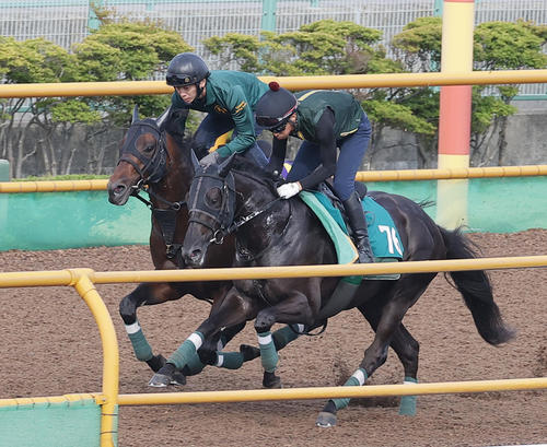 函館ウッドチップコースで、併せ馬で追い切られるデビットバローズ(左)