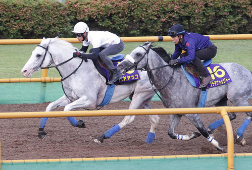 ハヤヤッコ(左)は浜中騎手を背に、函館ウッドチップコースで、併せ馬で追い切られた