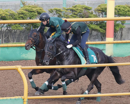 函館ウッドチップコースで、併せ馬で追い切られるデビットバローズ(左)