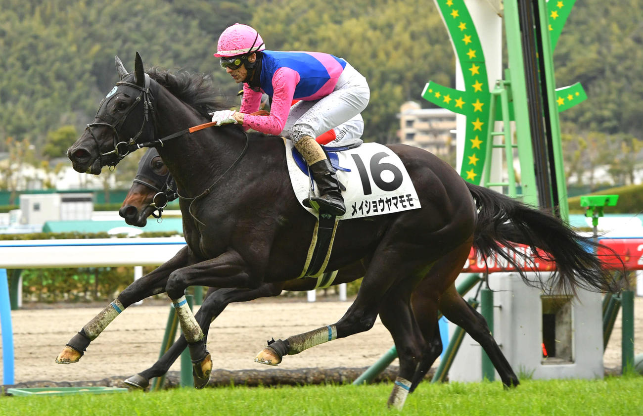 1月21日小倉5Rの新馬戦を勝ち上がったメイショウヤマモモ