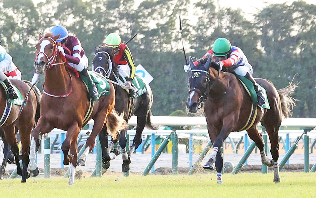 23年11月、京都2歳S2着のプレリュードシチー（右）。左は勝ったシンエンペラー