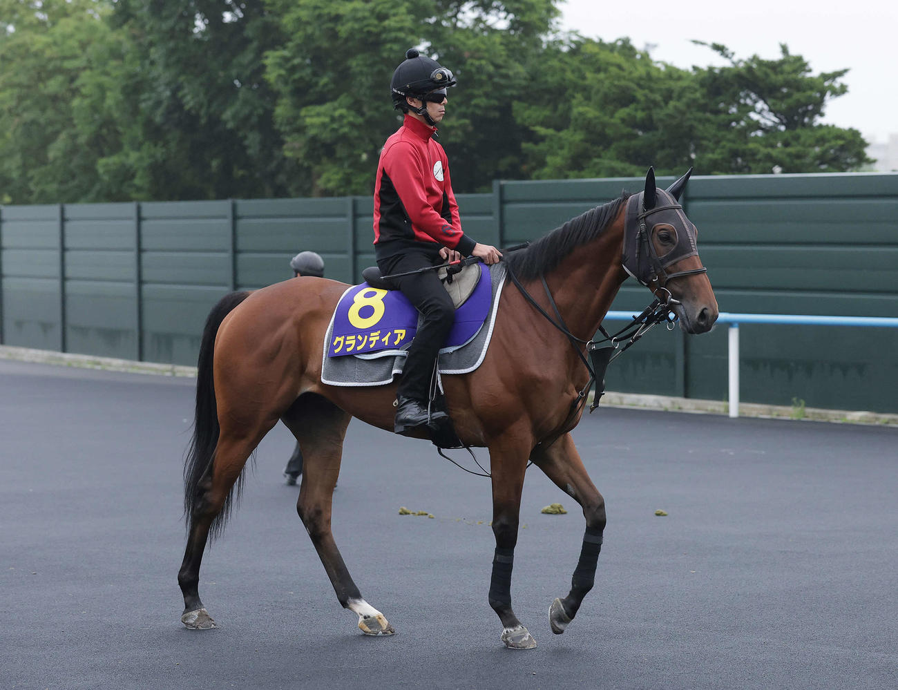 函館競馬場で調整を積むグランディア（2024年7月9日撮影）