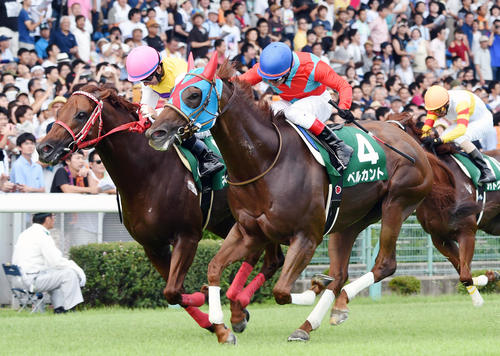 第16回アイビスサマーダッシュ　逃げたネロ（左）をゴール前捕らえたベルカントが優勝（2016年7月31日撮影）