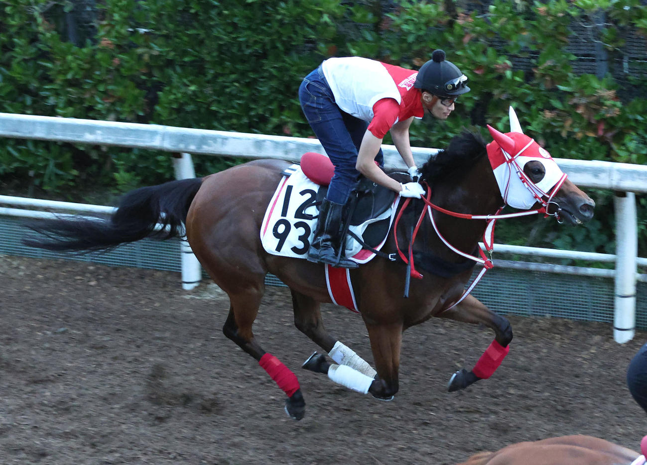 坂路を単走で追い切るチェイスザドリーム（撮影・白石智彦）