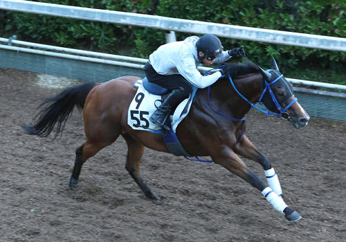 坂路を単走で追い切るショウナンマッハ（撮影・白石智彦）
