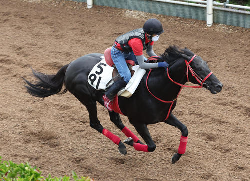 坂路を単走で追い切るグレイトゲイナー（撮影・白石智彦）