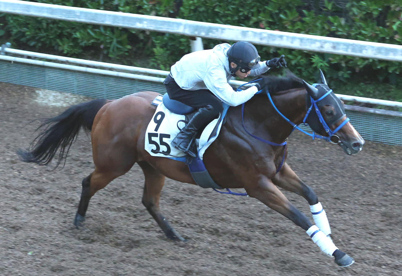 坂路を単走で追い切るショウナンマッハ（撮影・白石智彦）