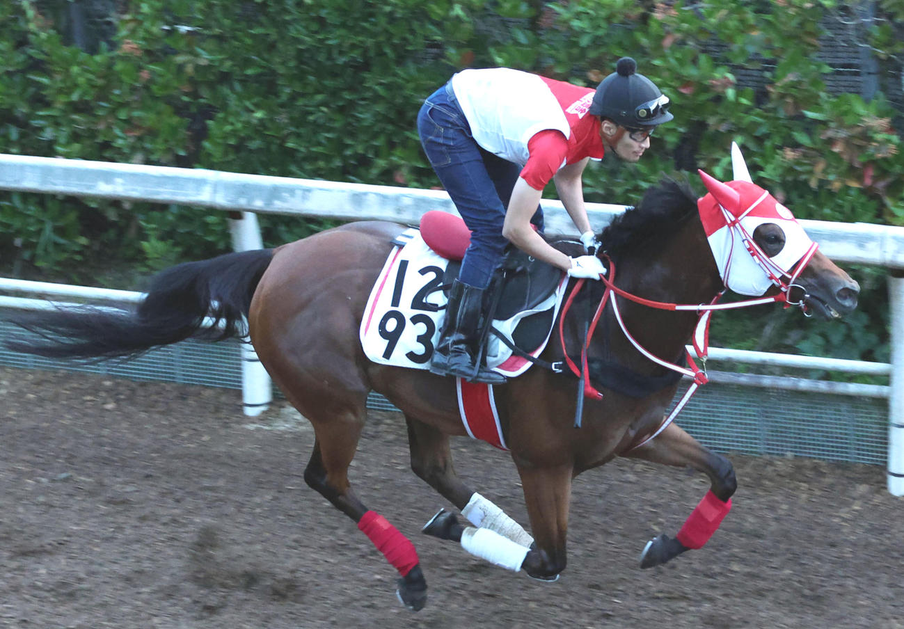 坂路を単走で追い切るチェイスザドリーム（撮影・白石智彦）
