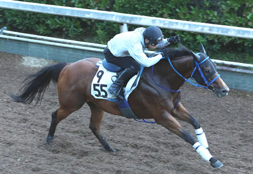 坂路を単走で追い切るショウナンマッハ(撮影・白石智彦)