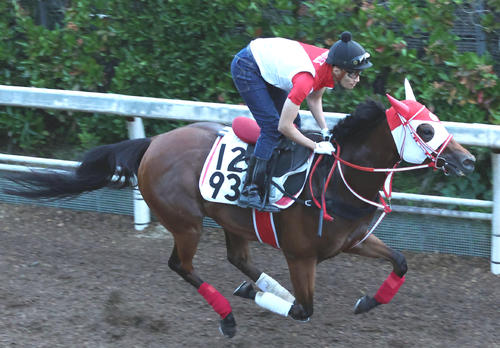 坂路を単走で追い切るチェイスザドリーム(撮影・白石智彦)