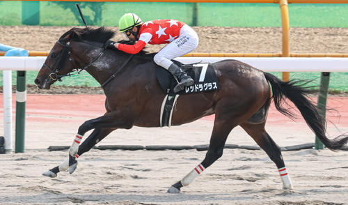 14日、駒場特別を制したレッドラグラス