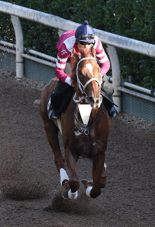 坂井騎手を背に坂路を単走で追い切るミッキークレスト(撮影・白石智彦)