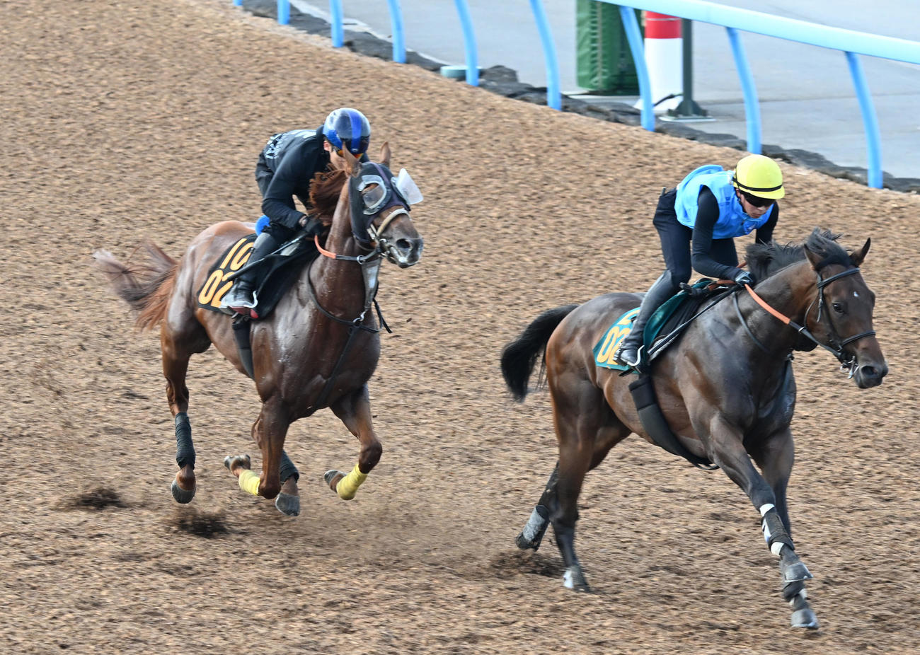 美浦ウッドでジャナドリアと併せて追い切るハビレ（左）（撮影・千葉一成）