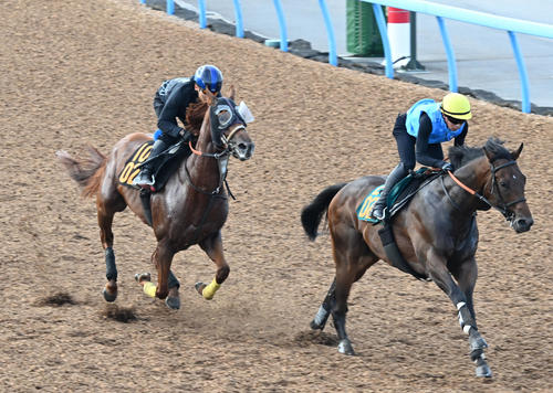 美浦ウッドでジャナドリアと併せて追い切るハビレ（左）（撮影・千葉一成）